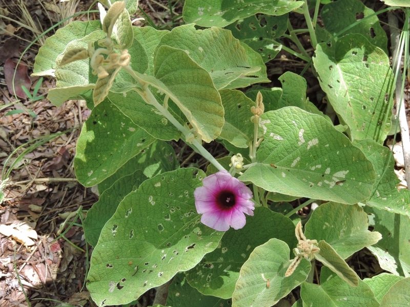 Ipomoea verbascoidea, photographed by i_c_riddell
