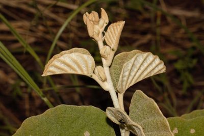 Ipomoea verbascoidea, photographed by i_c_riddell