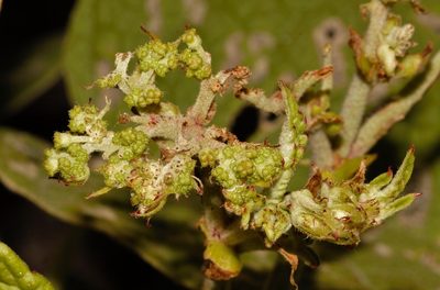 Ipomoea verbascoidea, photographed by i_c_riddell