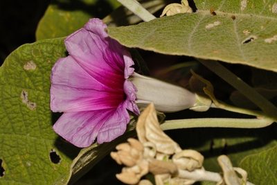 Ipomoea verbascoidea, photographed by i_c_riddell