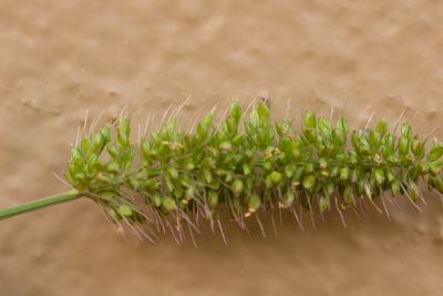 Setaria adhaerens, photographed by Kevin Faccenda