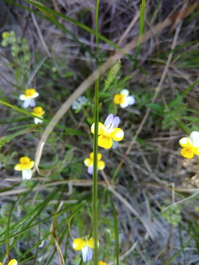 Viola hymettia, photographed by Valerii Darmostuk