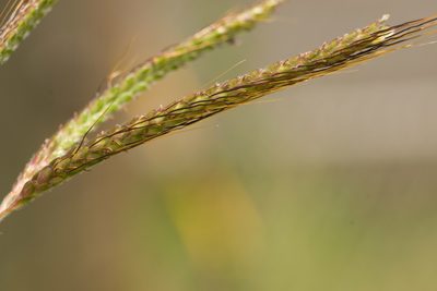 Dichanthium aristatum, photographed by Kevin Faccenda