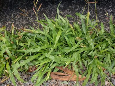 Paspalum fimbriatum, photographed by Kevin Faccenda