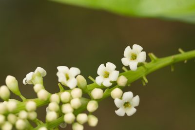 Citharexylum caudatum, photographed by Kevin Faccenda