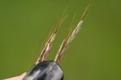 Bothriochloa pertusa, photographed by Kevin Faccenda