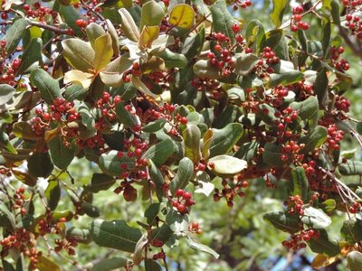Psorospermum febrifugum, photographed by i_c_riddell
