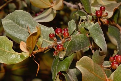 Psorospermum febrifugum, photographed by i_c_riddell