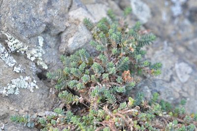 Pimelea carnosa, photographed by Christopher Stephens