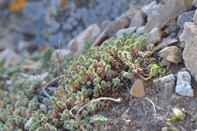 Pimelea carnosa, photographed by Christopher Stephens