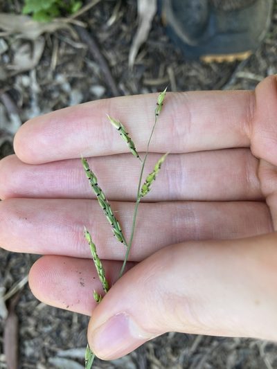 Eriochloa pseudoacrotricha, photographed by Thomas Mesaglio