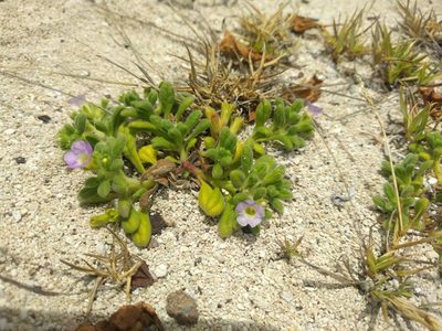 Nama sandwicensis, photographed by Kevin Faccenda