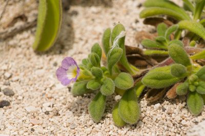 Nama sandwicensis, photographed by Kevin Faccenda