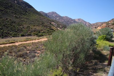 Calobota sericea, photographed by Tony Rebelo