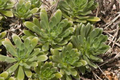 Heliotropium anomalum, photographed by Kevin Faccenda