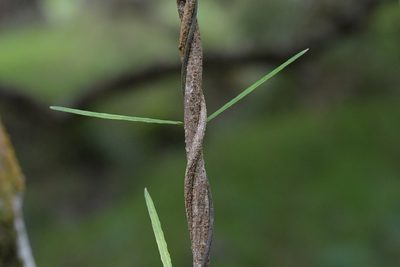 Parsonsia capsularis, photographed by Christopher Stephens