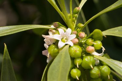 Myoporum sandwicense, photographed by Kevin Faccenda