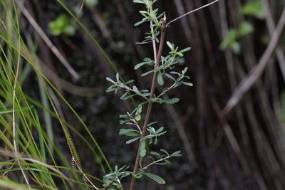 Olearia virgata, photographed by Christopher Stephens