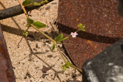 Boerhavia repens, photographed by Kevin Faccenda