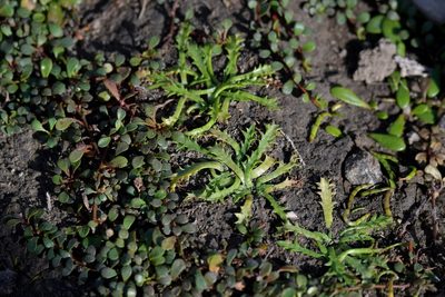 Eryngium vesiculosum, photographed by Christopher Stephens