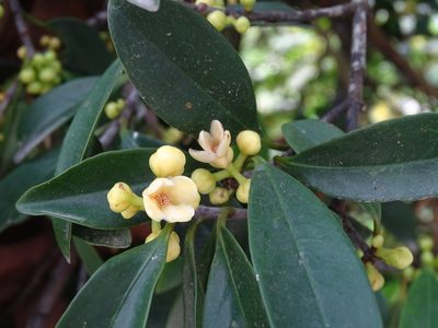 Garcinia oblongifolia, photographed by Toby Y