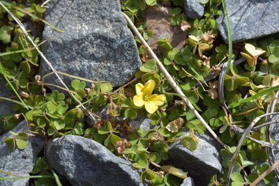 Oxalis rubens, photographed by Christopher Stephens