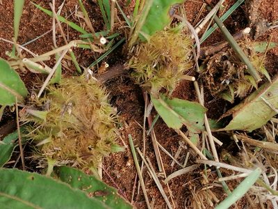 Crabbea cirsioides, photographed by Hildegard Klein