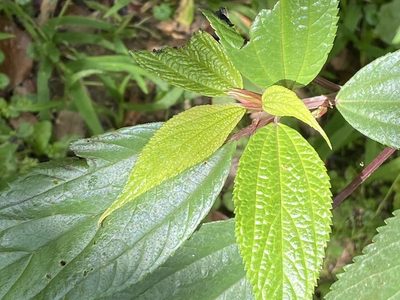 Oreocnide pedunculata, photographed by 古淑玲