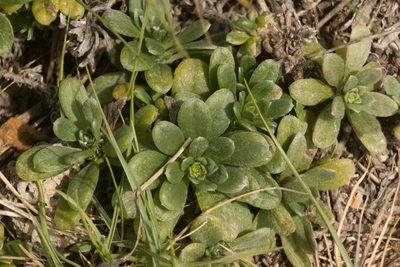 Heliotropium anomalum, photographed by Kevin Faccenda