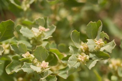 Atriplex muelleri, photographed by Kevin Faccenda