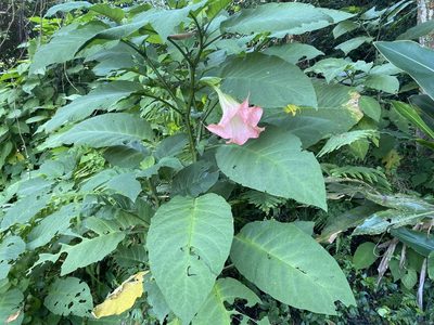Brugmansia suaveolens, photographed by 古淑玲