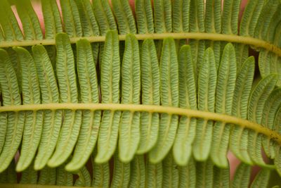 Diplopterygium pinnatum, photographed by Kevin Faccenda