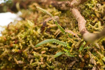 Stenogrammitis saffordii, photographed by Kevin Faccenda