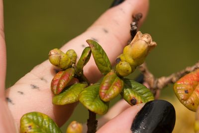 Metrosideros rugosa, photographed by Kevin Faccenda