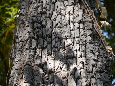 Terminalia elliptica, photographed by Dinesh Valke