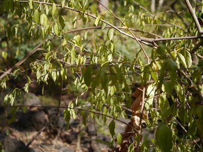 Gymnosporia puberula, photographed by Dinesh Valke