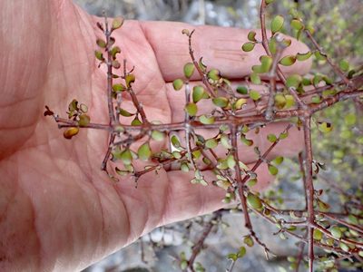 Coprosma rigida, photographed by Mike Bowie