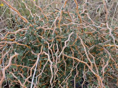 Sophora prostrata, photographed by Mike Bowie