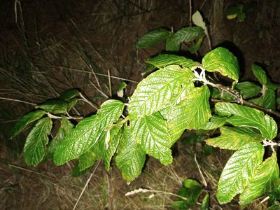 Pomaderris aspera, photographed by Leon Perrie