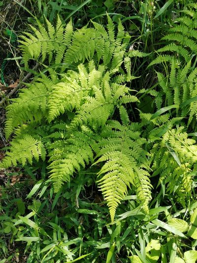 Athyrium yokoscense, photographed by harum.koh