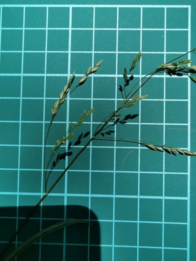 Poa acroleuca, photographed by harum.koh