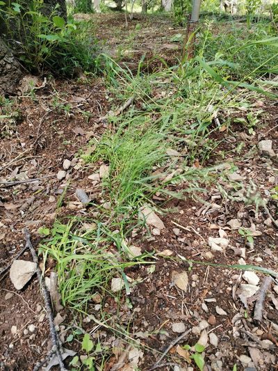 Poa acroleuca, photographed by harum.koh