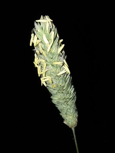 Phalaris minor, photographed by naturewatchwidow