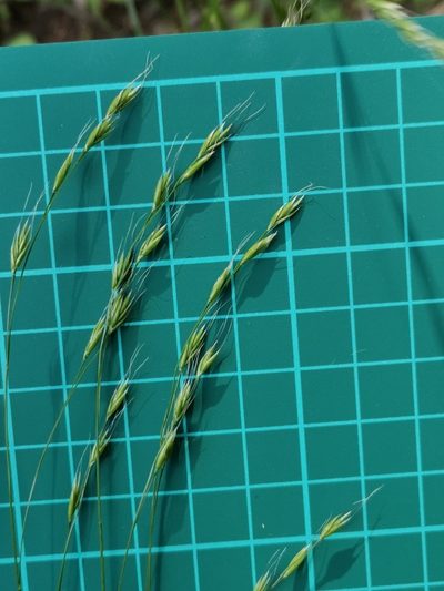 Festuca parvigluma, photographed by harum.koh