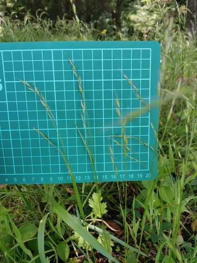 Festuca parvigluma, photographed by harum.koh