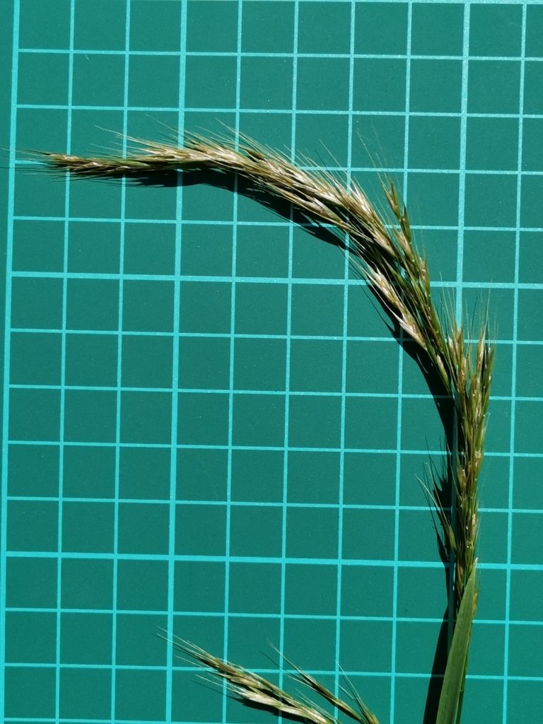 Sibirotrisetum bifidum, photographed by harum.koh