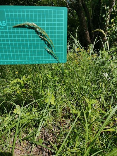 Sibirotrisetum bifidum, photographed by harum.koh