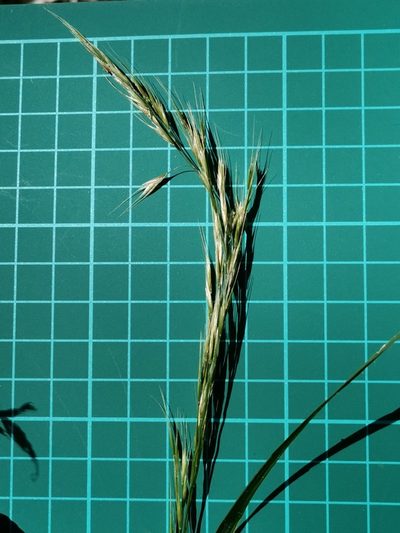 Sibirotrisetum bifidum, photographed by harum.koh