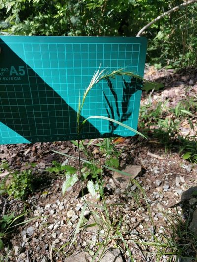 Sibirotrisetum bifidum, photographed by harum.koh