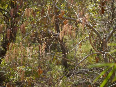 Mallotus polycarpus, photographed by Dinesh Valke